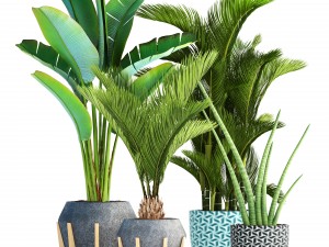 collection of tropical plants 3Dモデル