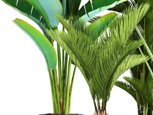 collection of tropical plants 3Dモデル