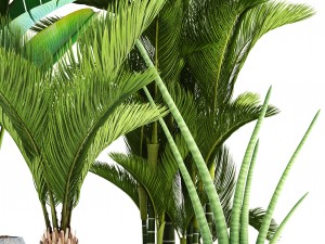 collection of tropical plants 3Dモデル