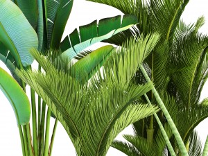 collection of tropical plants 3Dモデル