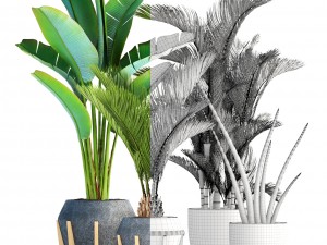 collection of tropical plants 3Dモデル