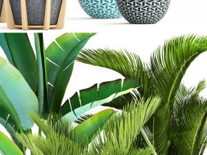 collection of tropical plants 3Dモデル