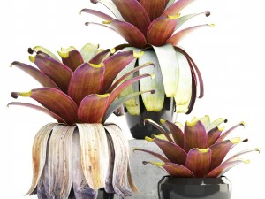 열대 식물 관목 3D 모델