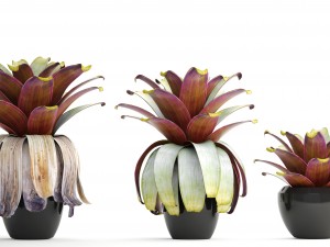 tropical plant shrubs 3D Модель