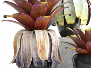 tropical plant shrubs 3D Модель