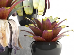 tropical plant shrubs 3D Модель