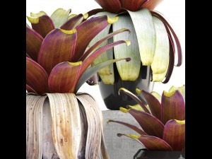 tropical plant shrubs 3D Модель