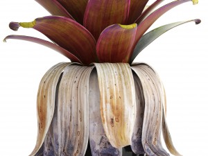 tropical plant shrubs 3D Модель