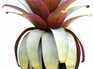 tropical plant shrubs 3D Модель