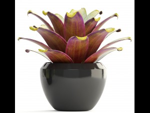 tropical plant shrubs 3D Модель