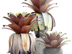 tropical plant shrubs 3D Модель