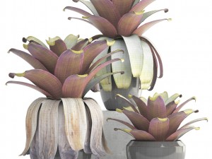 tropical plant shrubs 3D Модель