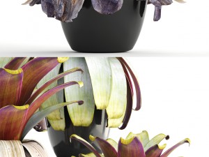 tropical plant shrubs 3D Модель
