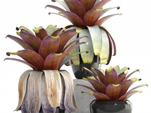 tropical plant shrubs 3D Модель