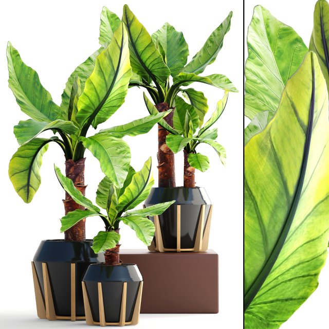tropical plant typhonodorum lindleyanum Modello 3D .c4d .max .obj .3ds .fbx .stl .blend 