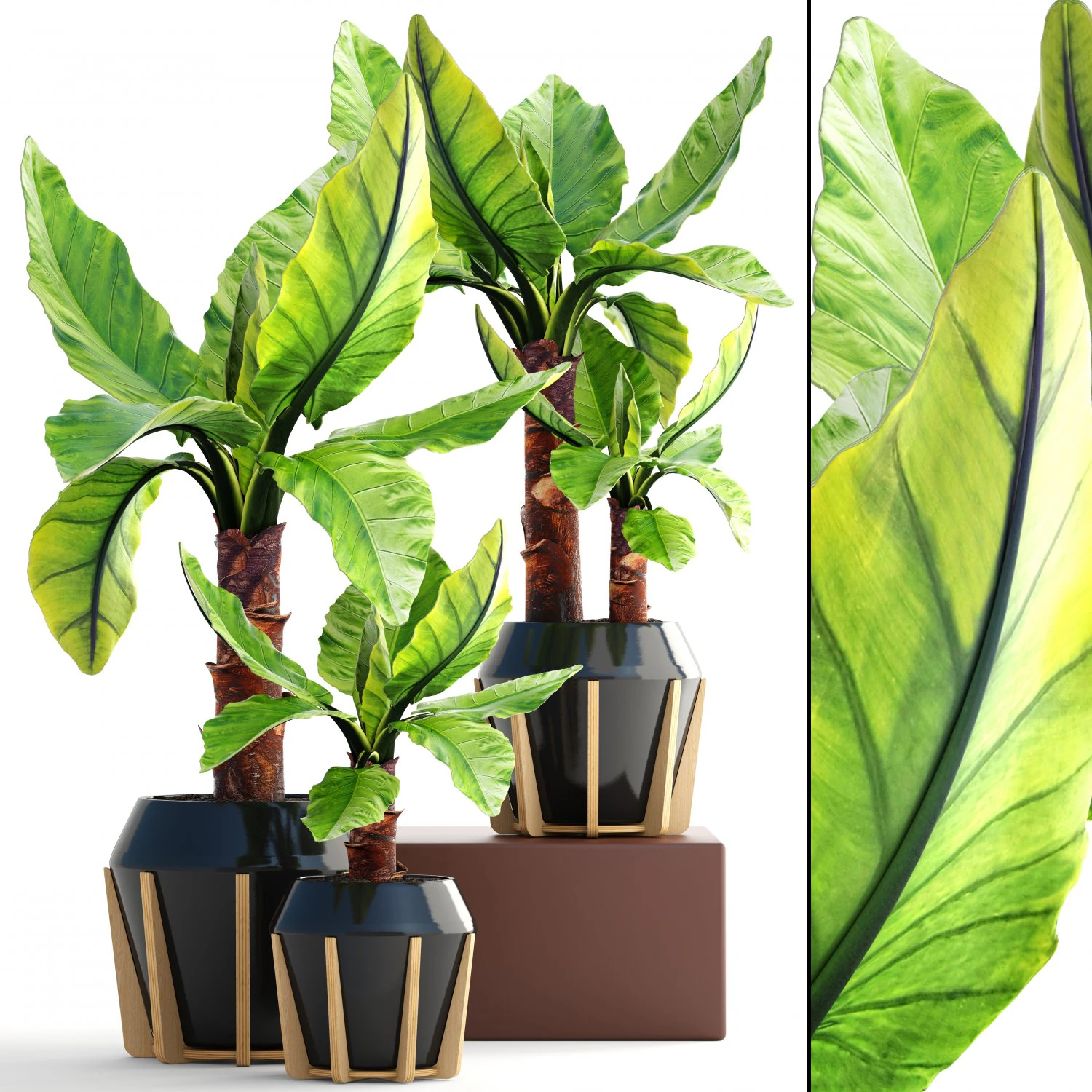 tropical plant typhonodorum lindleyanum 3D Model .c4d .max .obj .3ds .fbx .stl .blend 