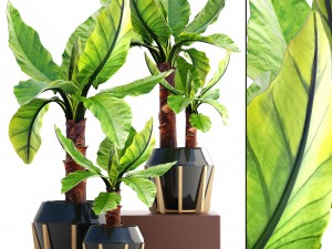 tropical plant typhonodorum lindleyanum 3D Model