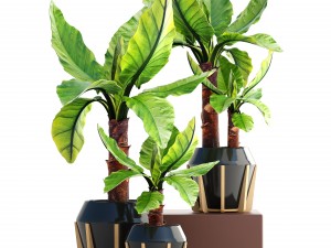 tropical plant typhonodorum lindleyanum Modello 3D