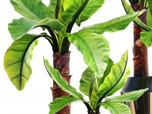 tropical plant typhonodorum lindleyanum Modello 3D