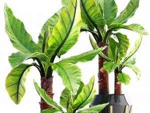 tropical plant typhonodorum lindleyanum 3D Model