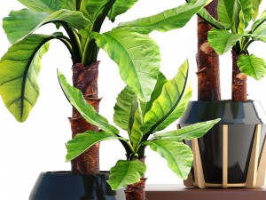 tropical plant typhonodorum lindleyanum Modello 3D