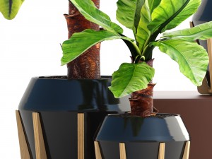 tropical plant typhonodorum lindleyanum Modello 3D