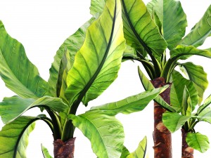 tropical plant typhonodorum lindleyanum Modello 3D