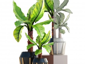 tropical plant typhonodorum lindleyanum Modello 3D