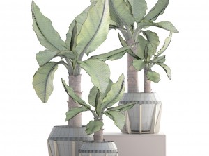 tropical plant typhonodorum lindleyanum Modello 3D