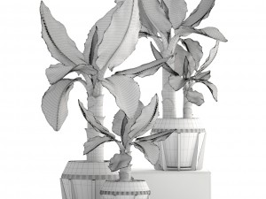 tropical plant typhonodorum lindleyanum Modello 3D