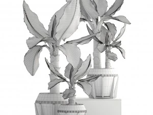 tropical plant typhonodorum lindleyanum 3D Model