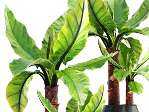 tropical plant typhonodorum lindleyanum Modello 3D