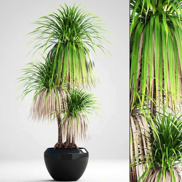 dracaena palm 3D Модель .c4d .max .obj .3ds .fbx .stl .blend 