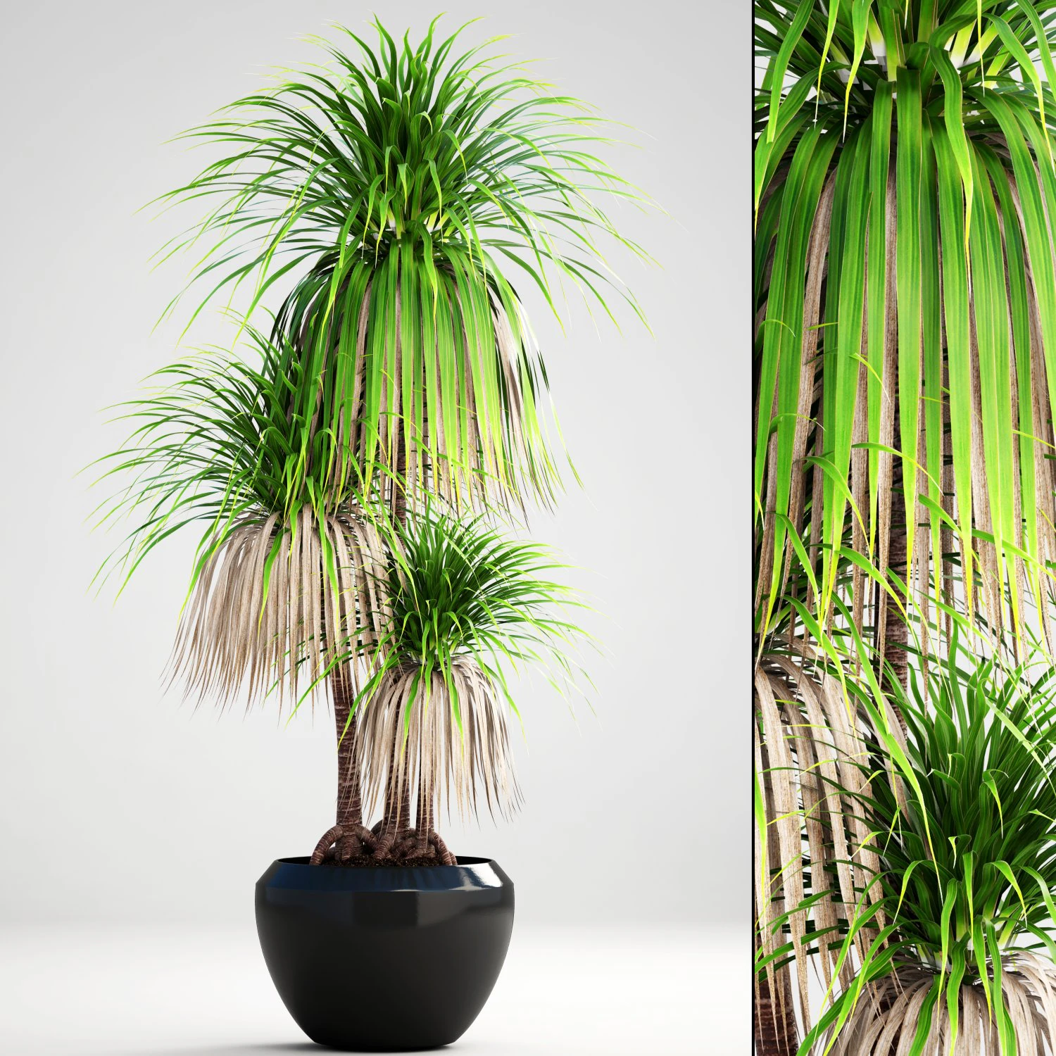 dracaena palm 3D Model .c4d .max .obj .3ds .fbx .stl .blend