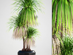 dracaena palm 3D Model