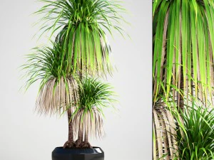 龙血树棕榈 3D 模型