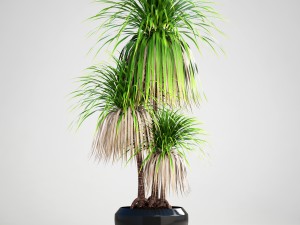 dracaena palm 3D Модель