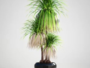 dracaena palm 3D Model