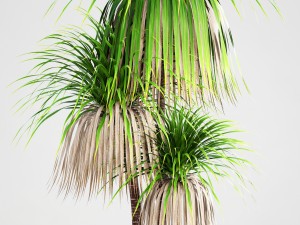 dracaena palm 3D Модель