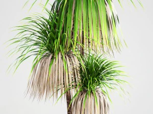 dracaena palm 3D Model