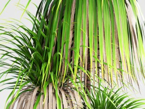dracaena palm 3D Модель