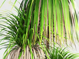 dracaena palm 3D Model