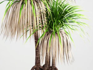 dracaena palm 3D Model