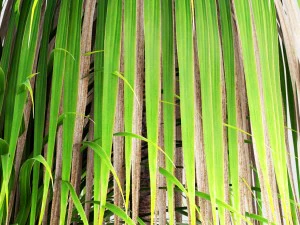 dracaena palm 3D Model