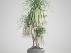 dracaena palm 3D Модель