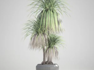 dracaena palm 3D Model