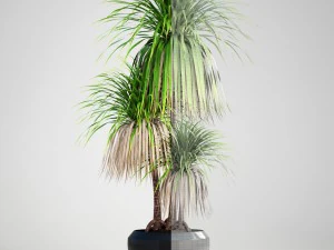 dracaena palm 3D Model