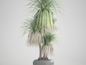dracaena palm 3D Модель