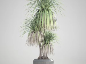 dracaena palm 3D Model