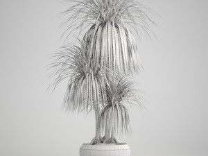 dracaena palm 3D Модель